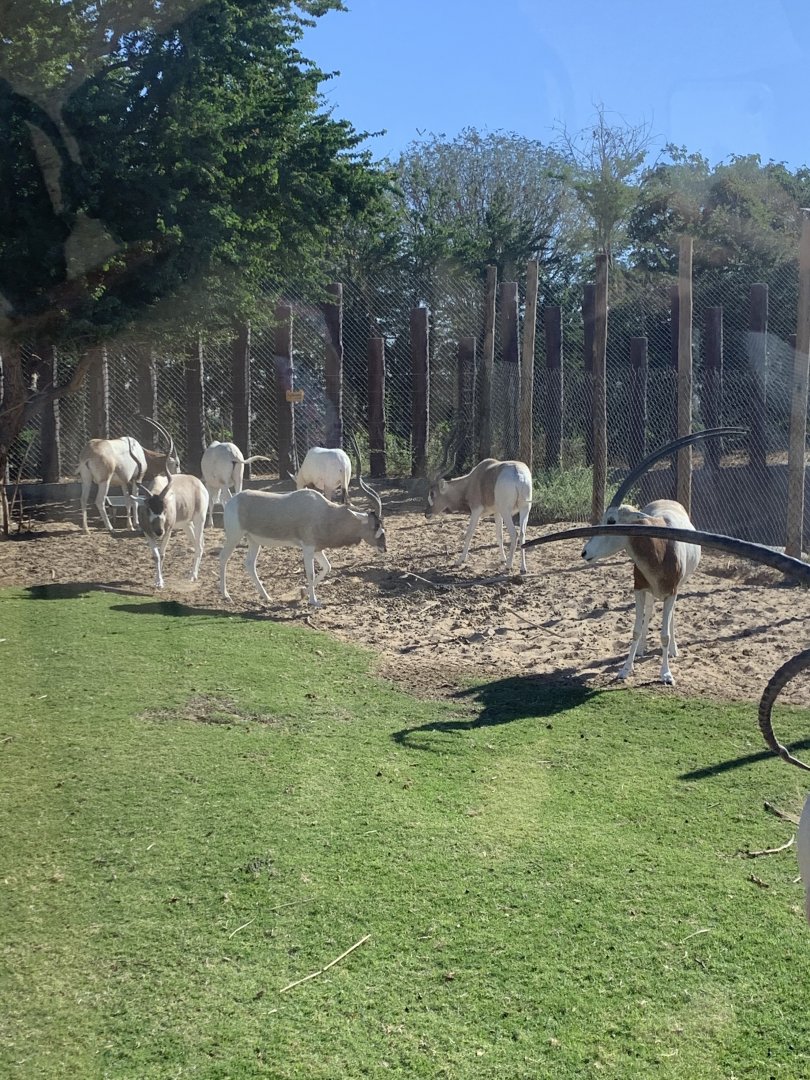 Scimitar-horned oryx and Addax