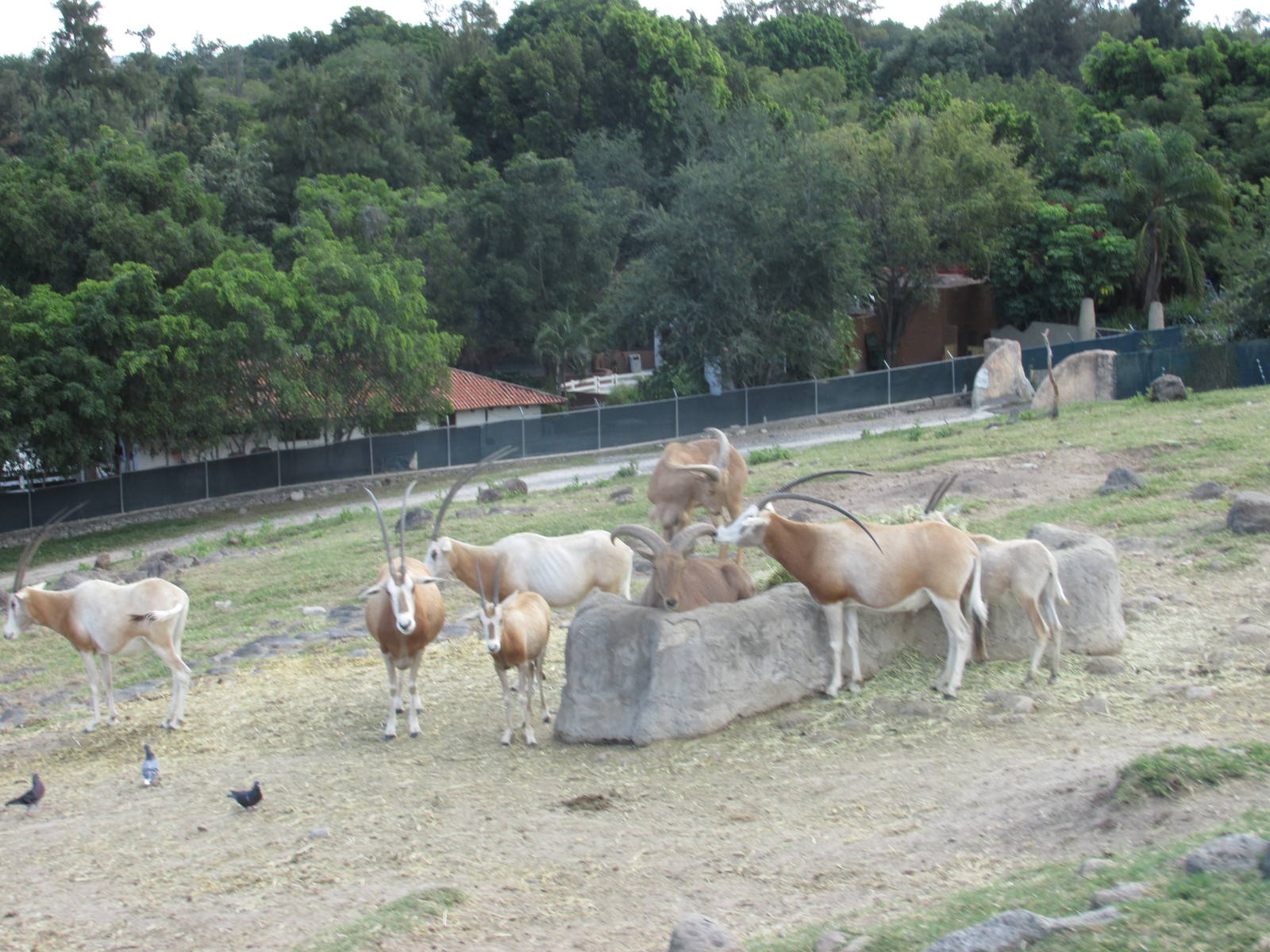 scimitar horned oryx and aoudad guadalajara zoo