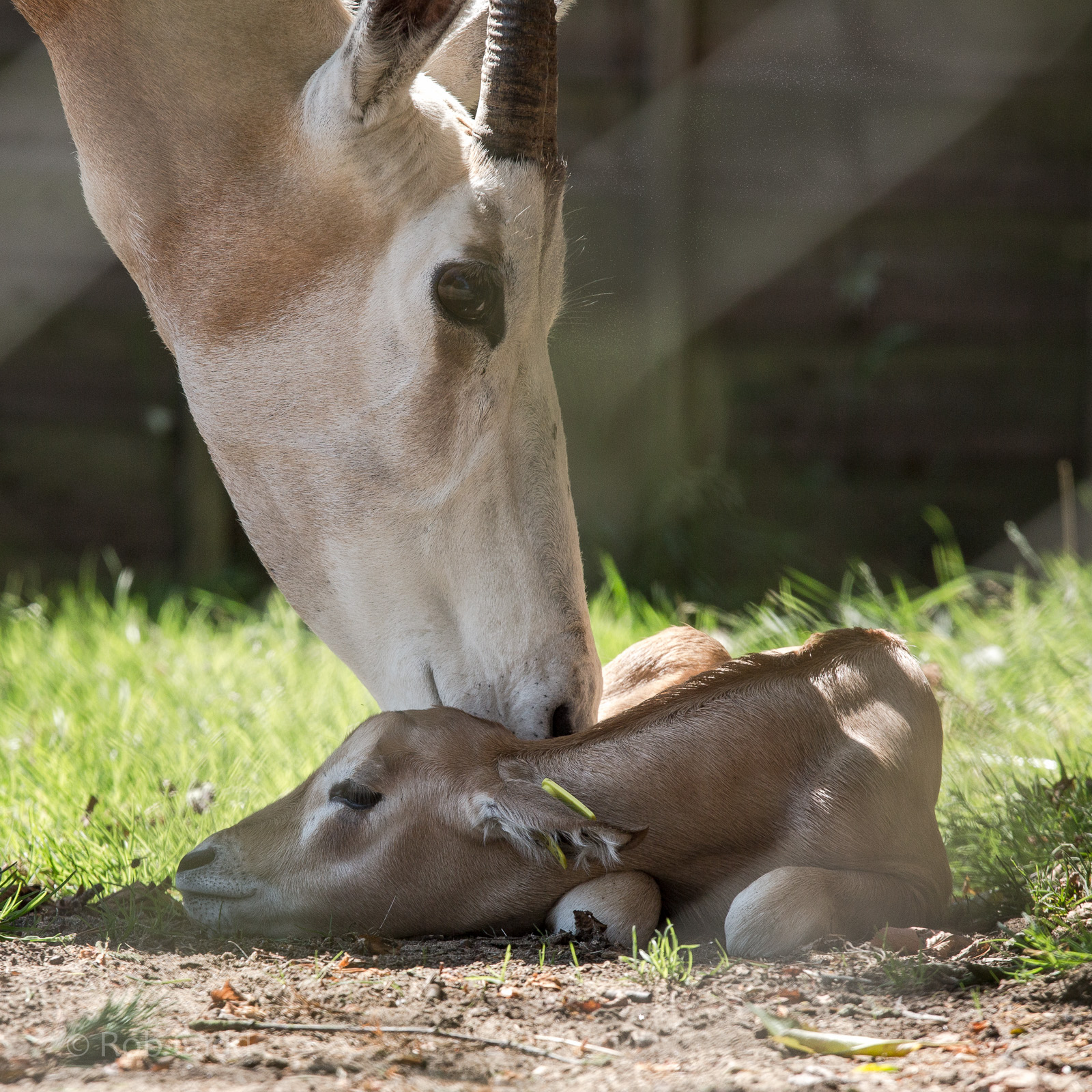 Scimitar-horned oryx and calf : Whipsnade : 12 Jul 2014