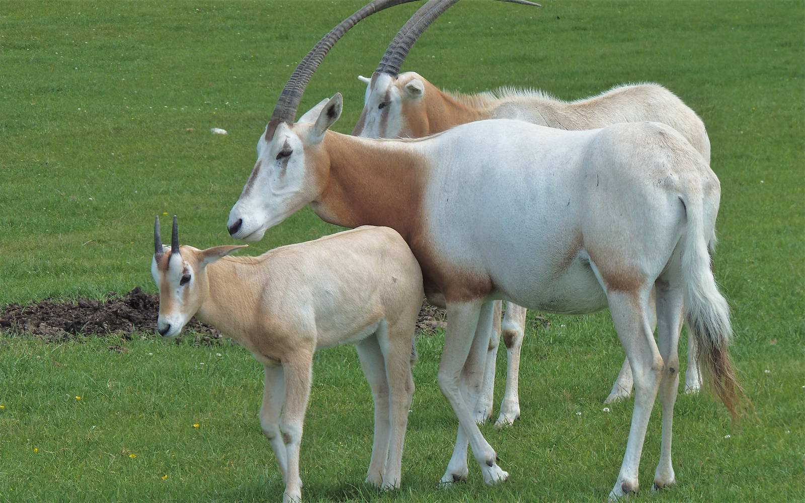 Scimitar-horned Oryx and Calf