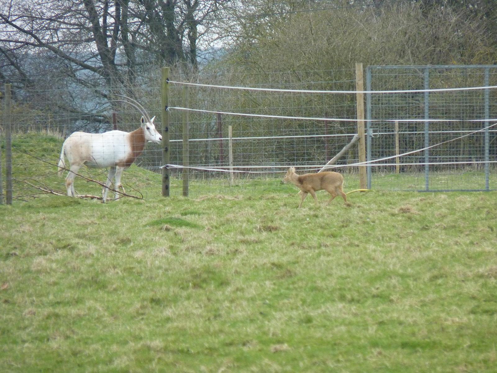 Scimitar-Horned Oryx and Chinese Water Deer
