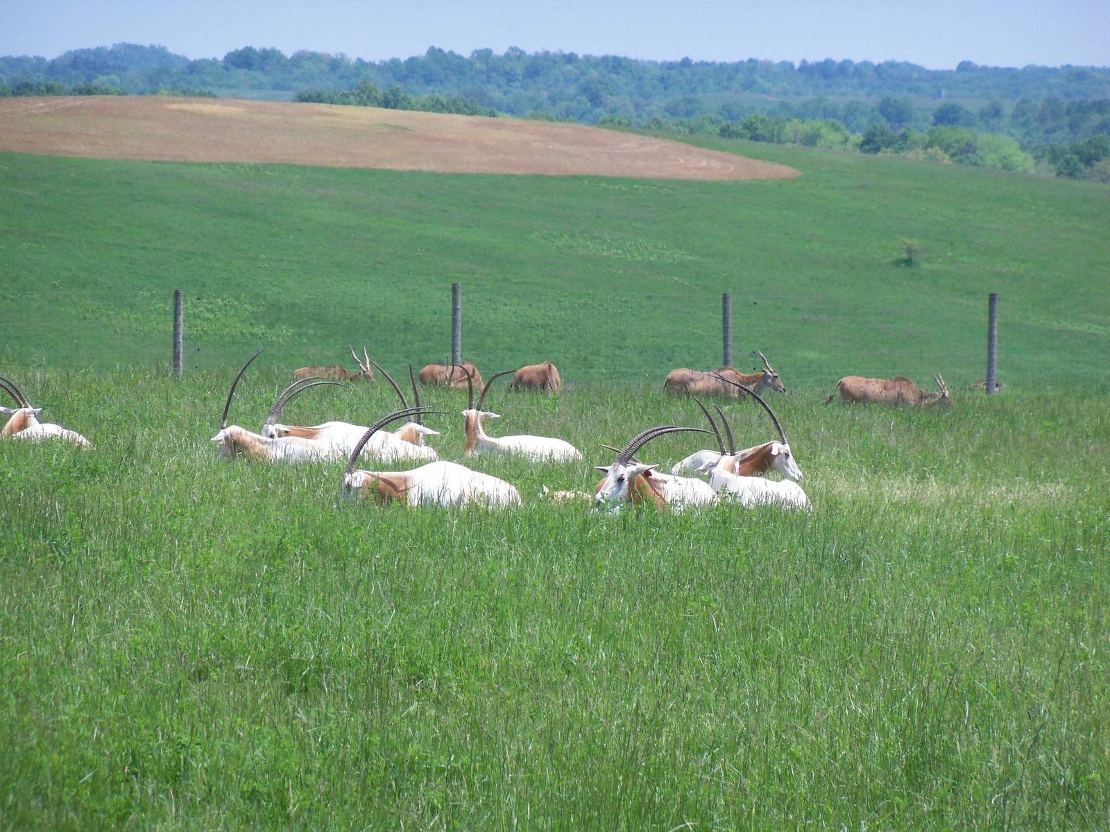 Scimitar-Horned Oryx and Common Eland