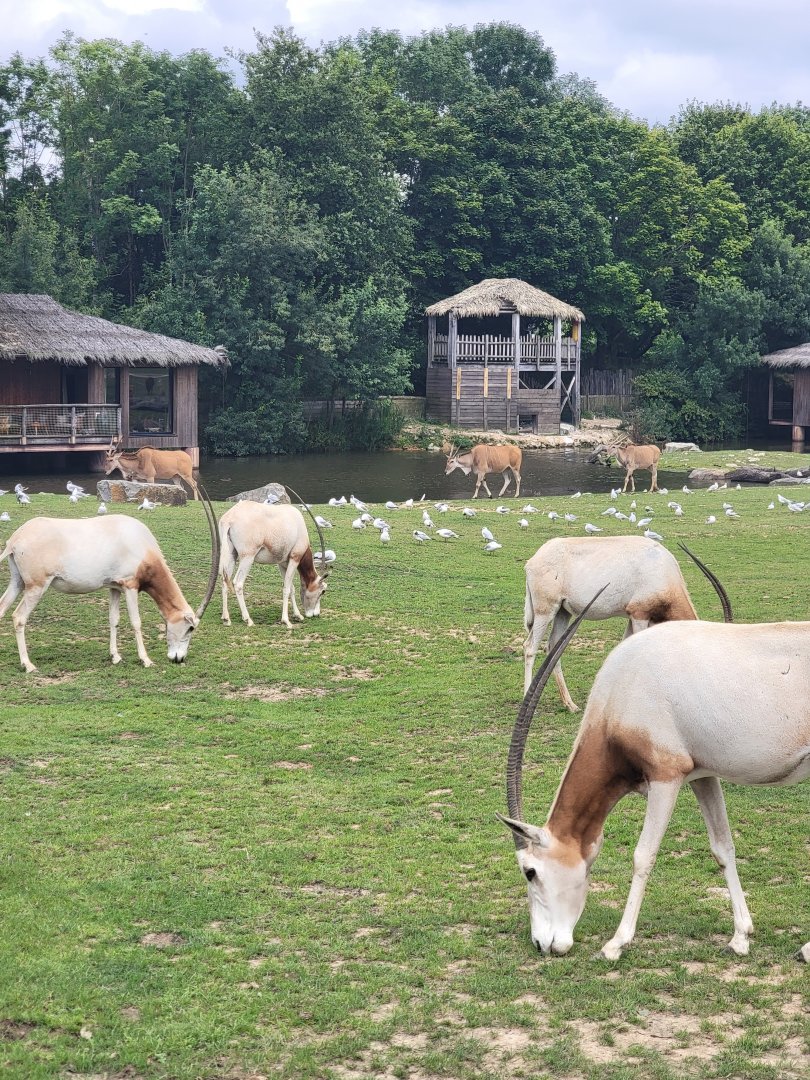 Scimitar-Horned Oryx and Common Eland
