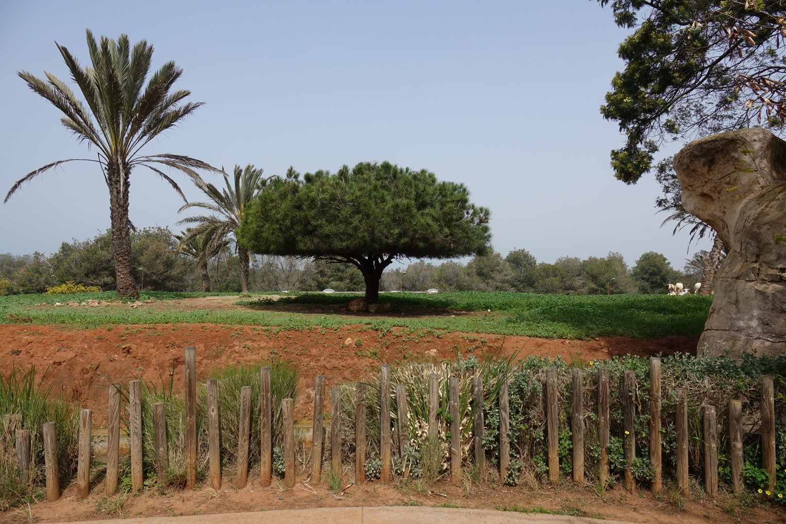 Scimitar-horned Oryx and Cuvier's Gazelle Enclosure