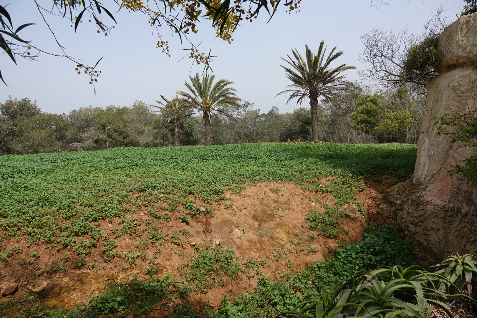 Scimitar-horned Oryx and Cuvier's Gazelle Enclosure