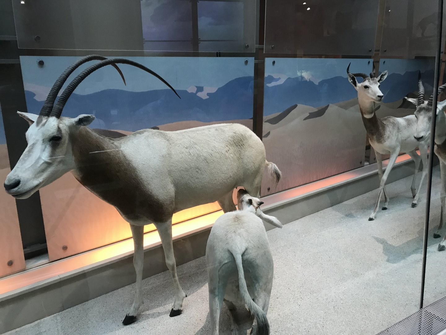 Scimitar-Horned Oryx and Dama Gazelle
