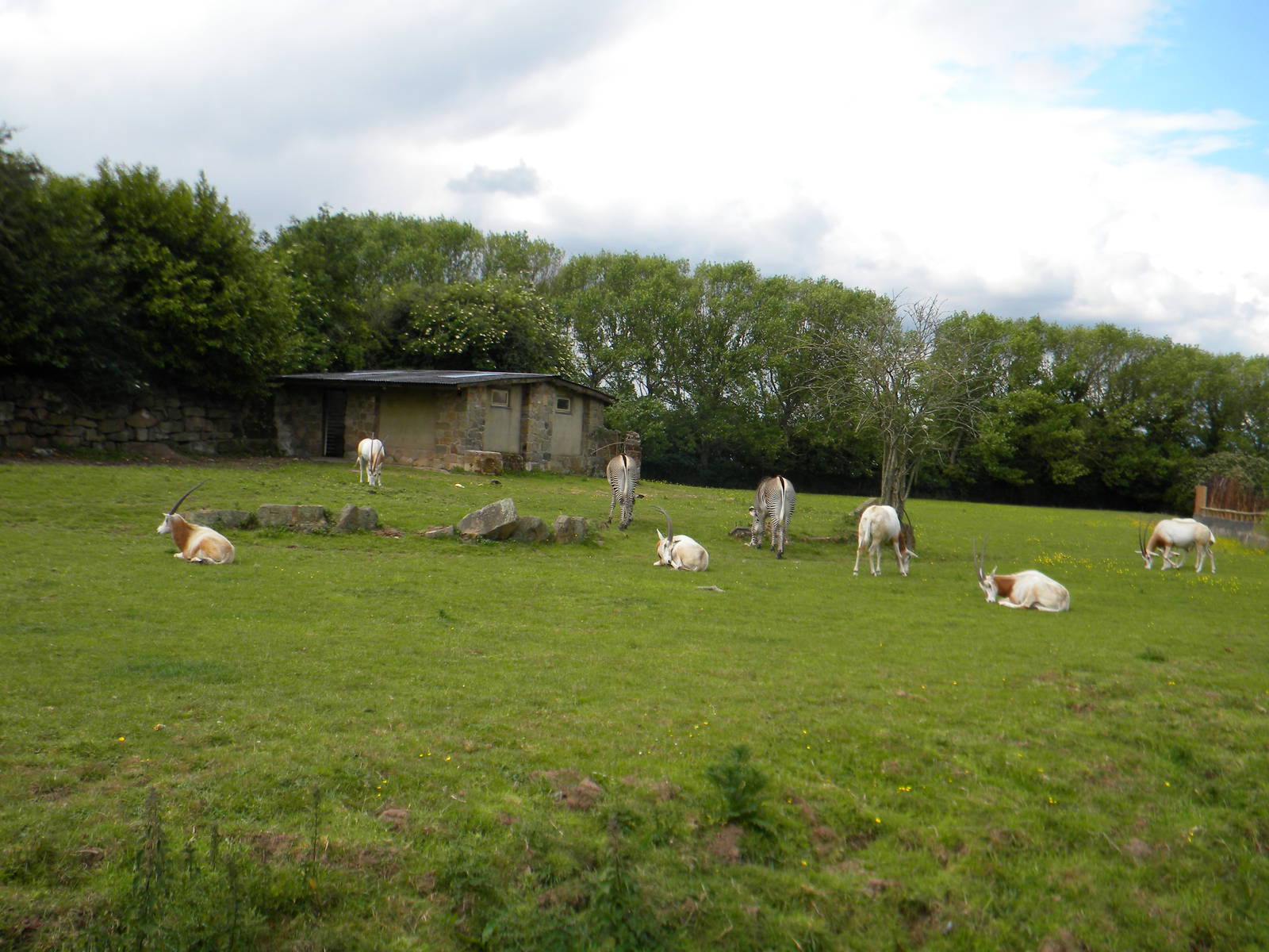 Scimitar Horned Oryx and Grevy's Zebra viewing at Chester Zoo 11/06/11