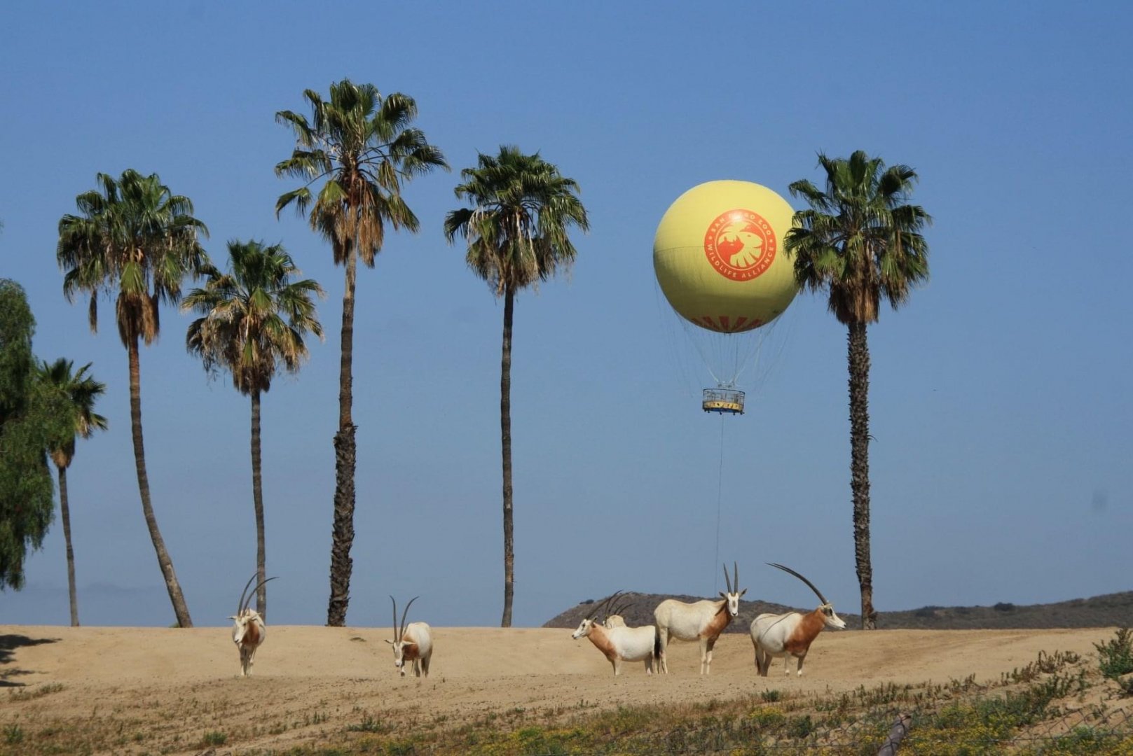 Scimitar-horned Oryx and Hot Air Balloon