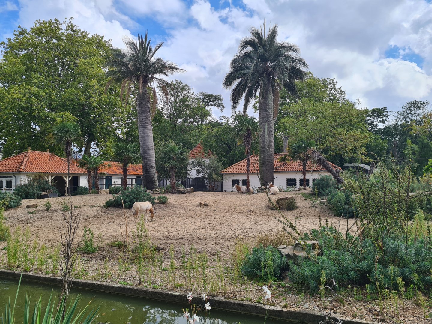 Scimitar-horned oryx and Meerkat habitat