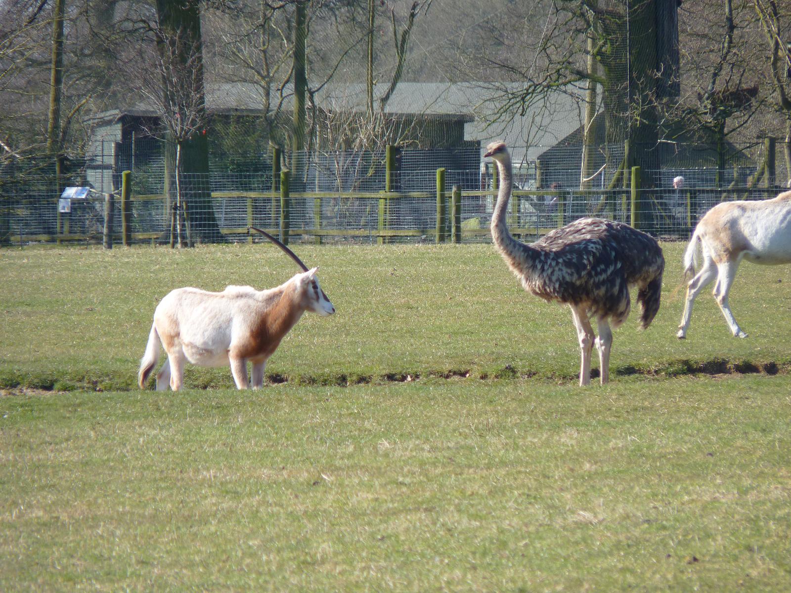 Scimitar-Horned Oryx and Ostrich