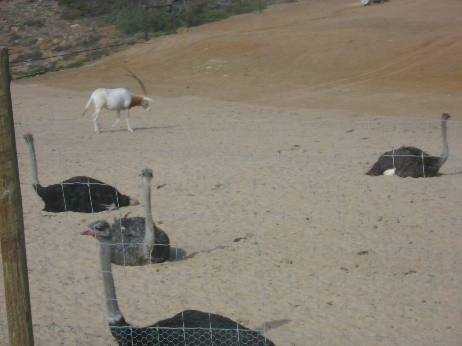 Scimitar-horned Oryx and Ostriches
