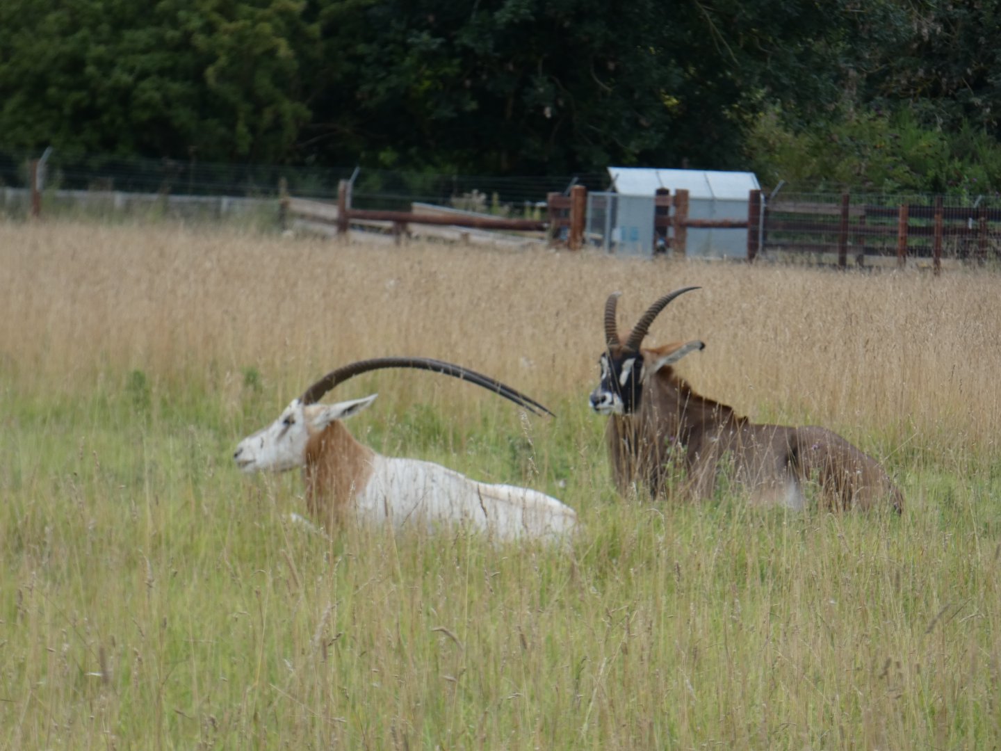 Scimitar-horned oryx and Roan antelope