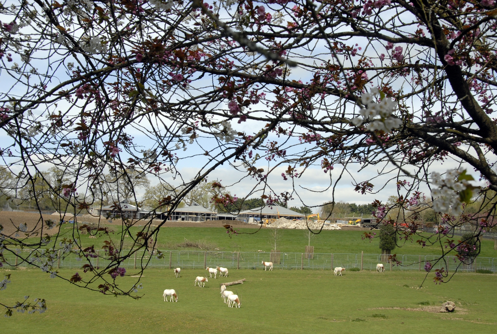 Scimitar Horned Oryx and Wild Explorers progress