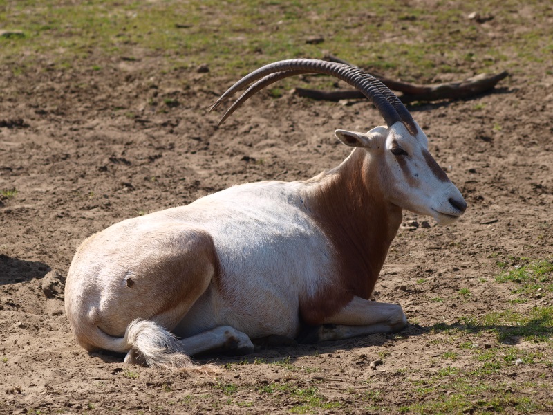 Scimitar-horned oryx (April 19th, 2015)