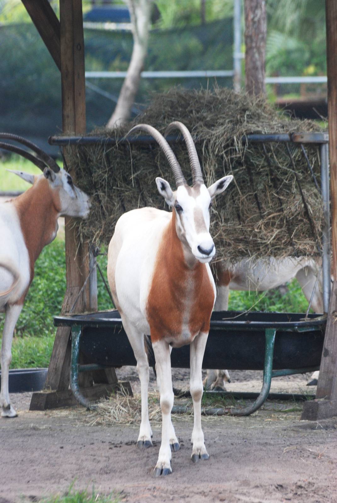 Scimitar-horned Oryx at Brevard, 14/10/13