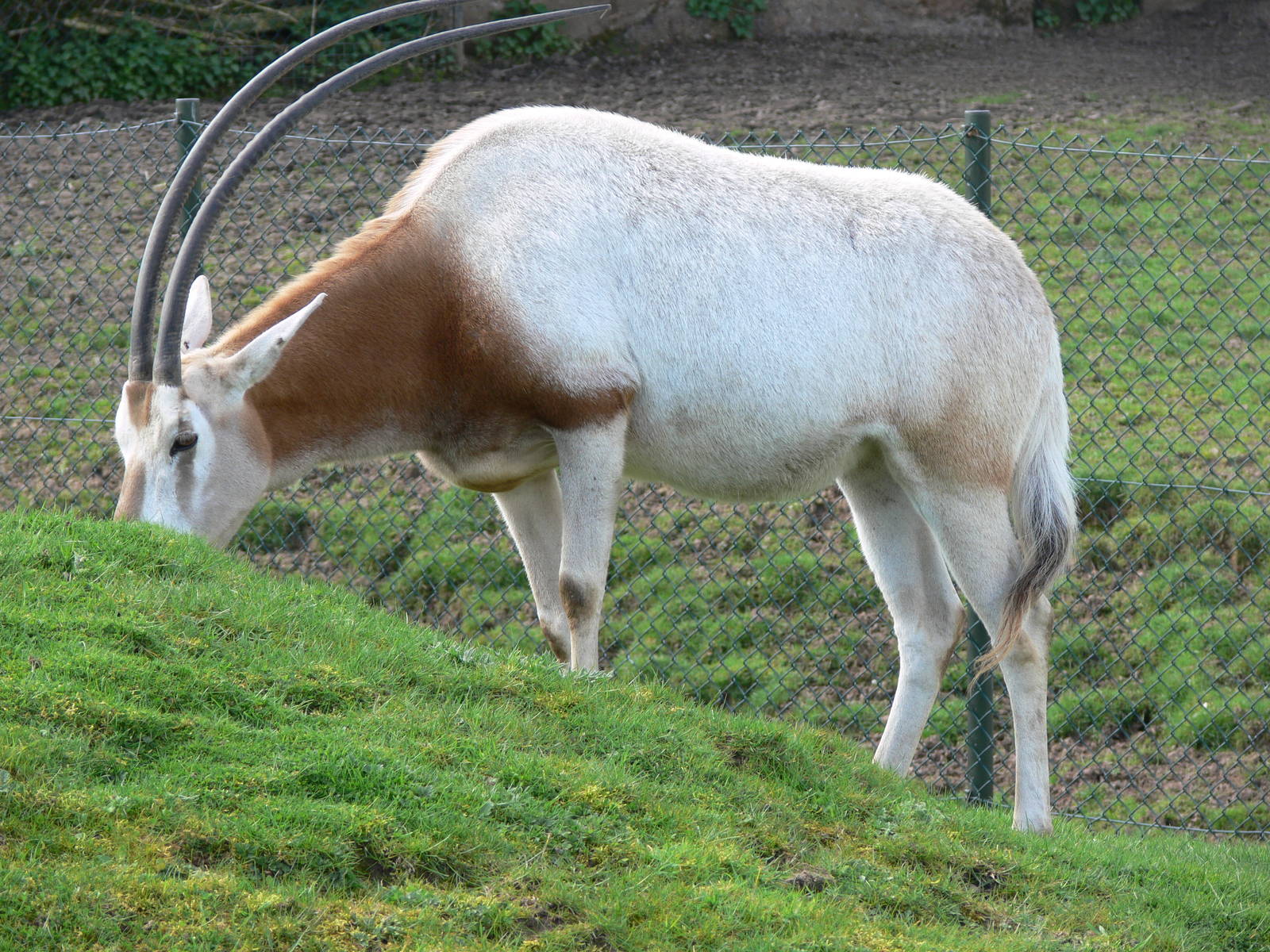 Scimitar Horned Oryx at Chester Zoo, 14/04/14