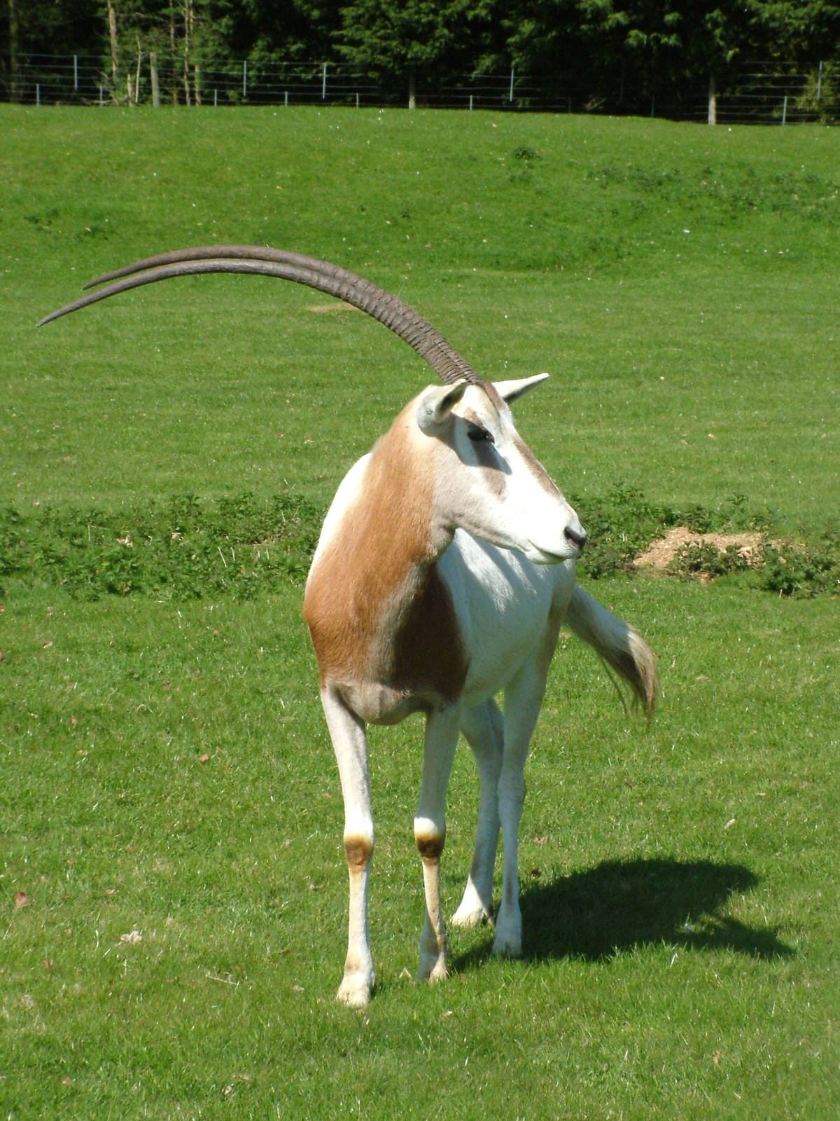 Scimitar-horned Oryx at Cotswold WP 17/04/10