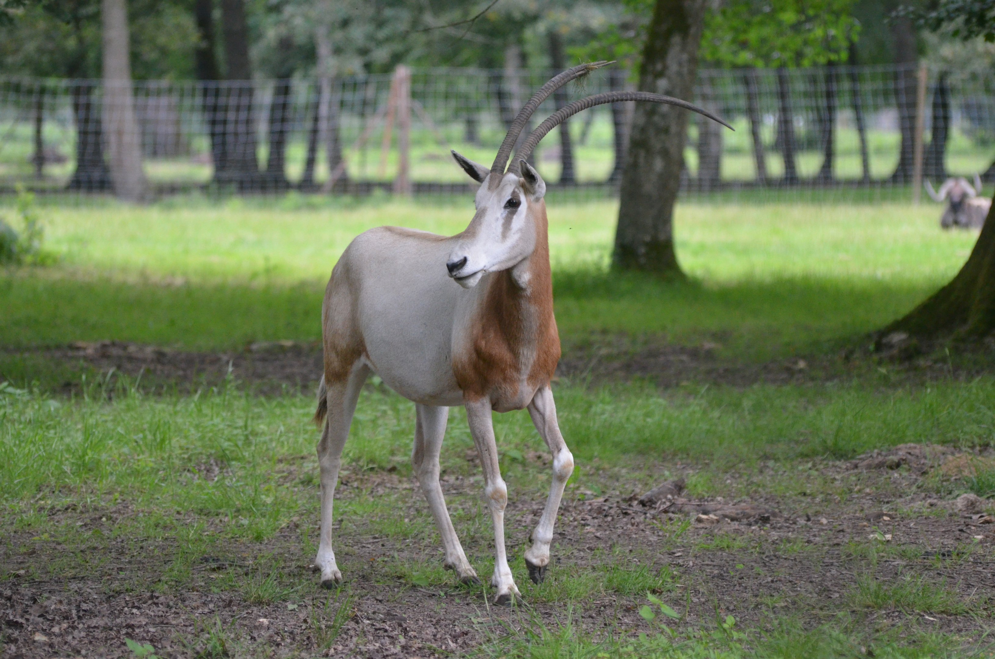 Scimitar-horned Oryx at Haute-Touche, 14/06/18