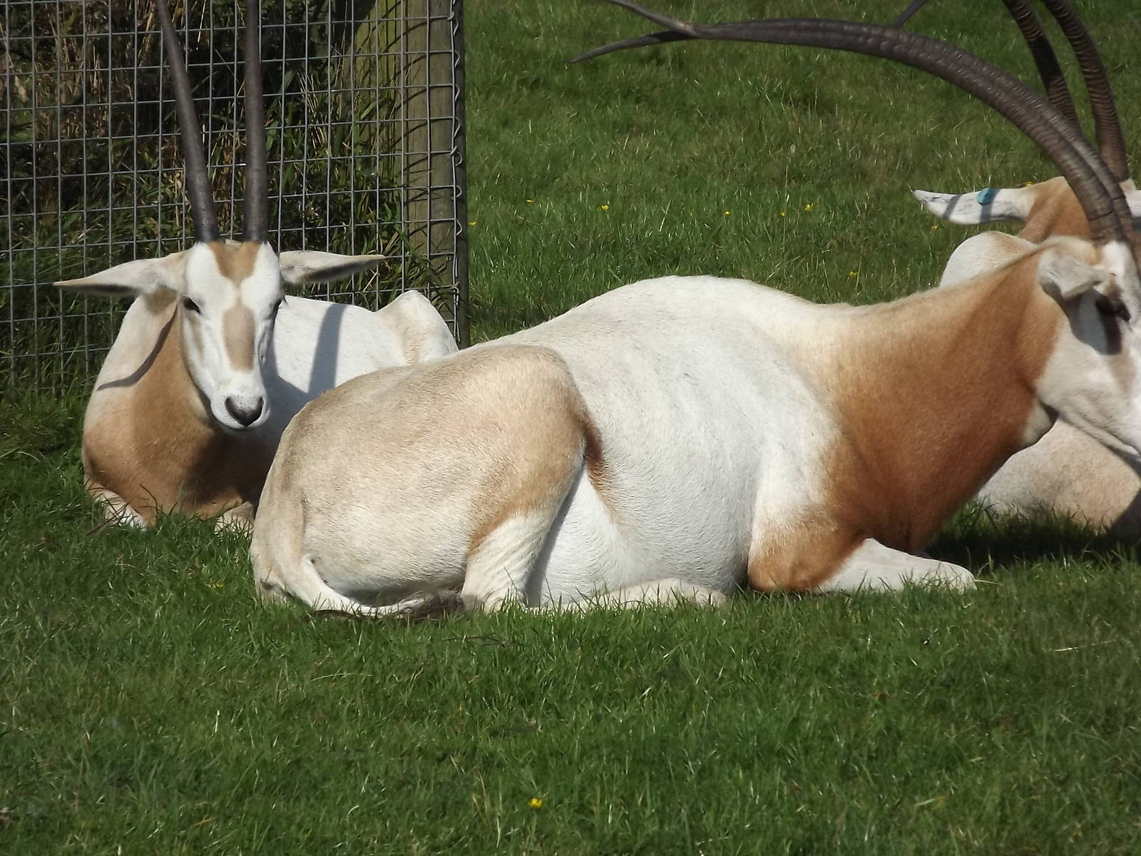 Scimitar Horned Oryx at Knowsley Safari Park 08/09/12