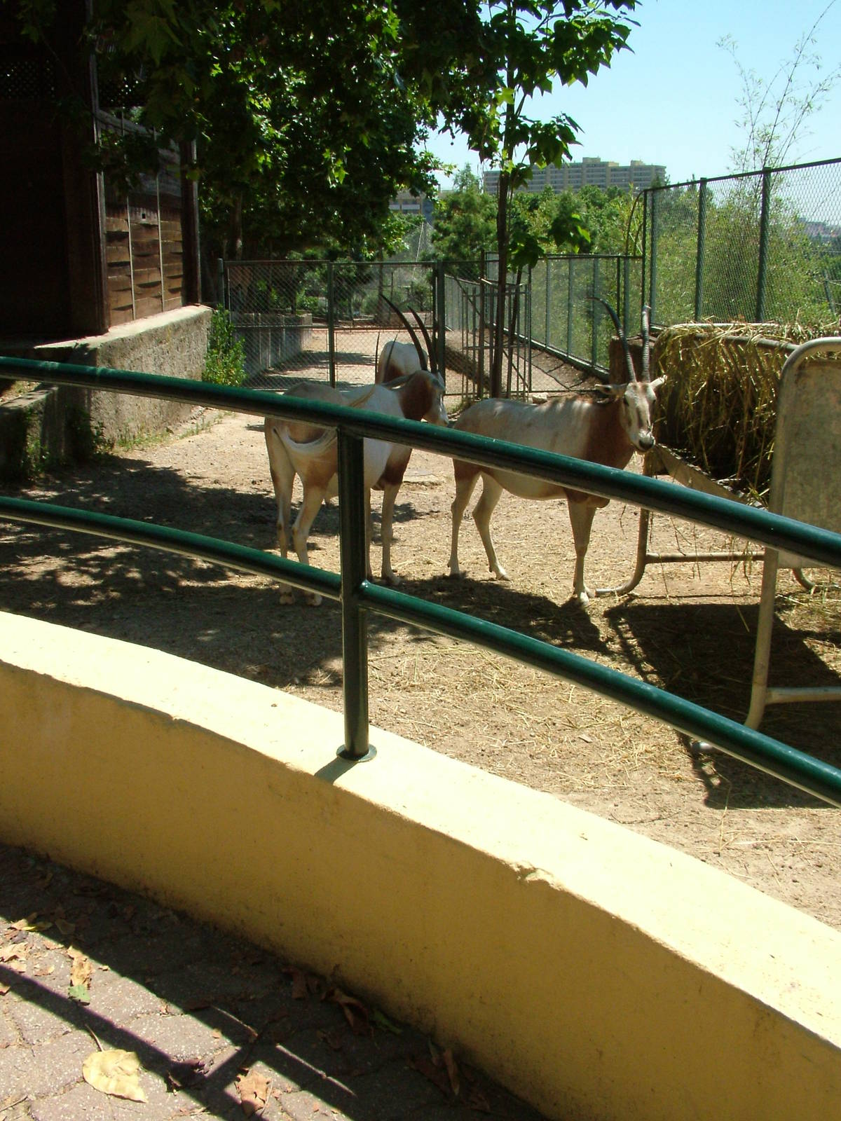 Scimitar-horned Oryx at Lisbon Zoo, 24/05/11