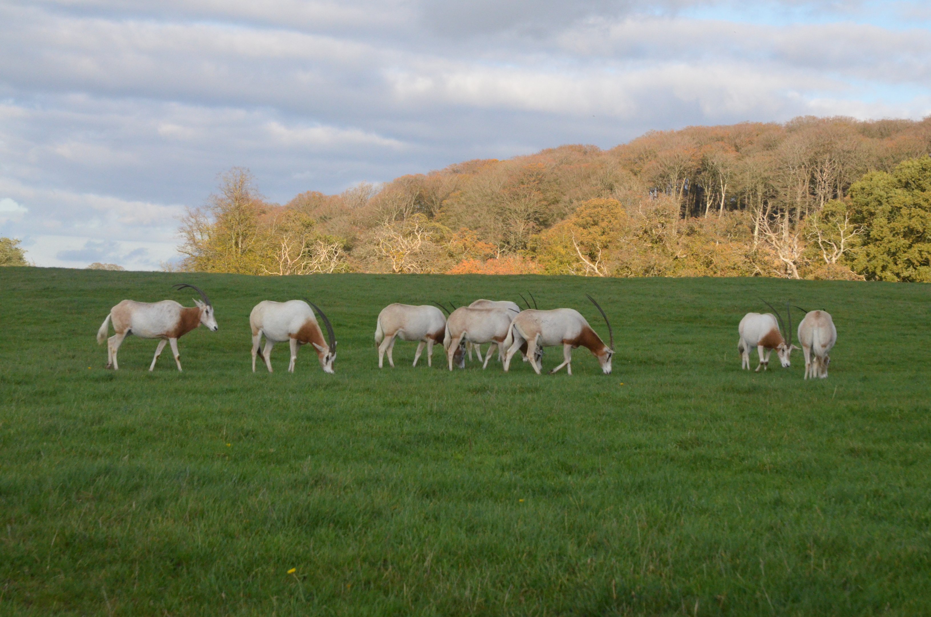 Scimitar-horned Oryx at Longleat, 03/11/19