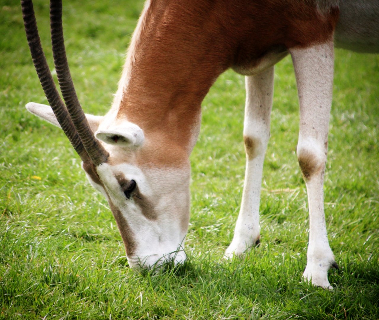 Scimitar-horned Oryx at Longleat
