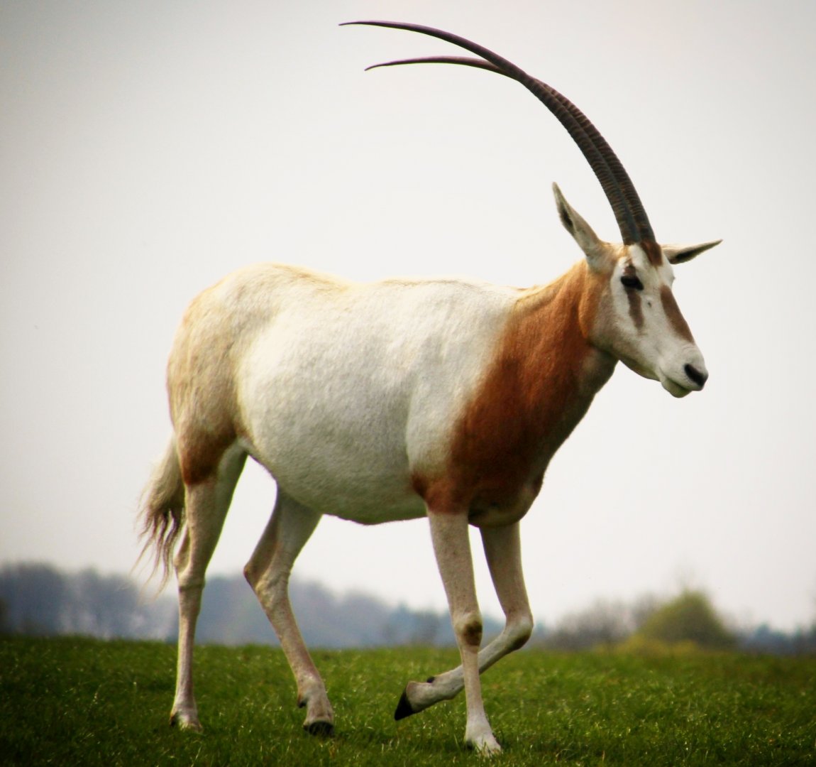 Scimitar-horned Oryx at Longleat