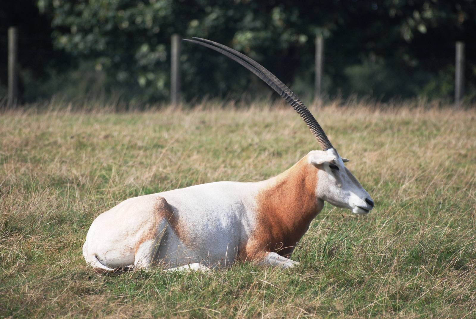 Scimitar-horned Oryx at Woburn, 01/09/13