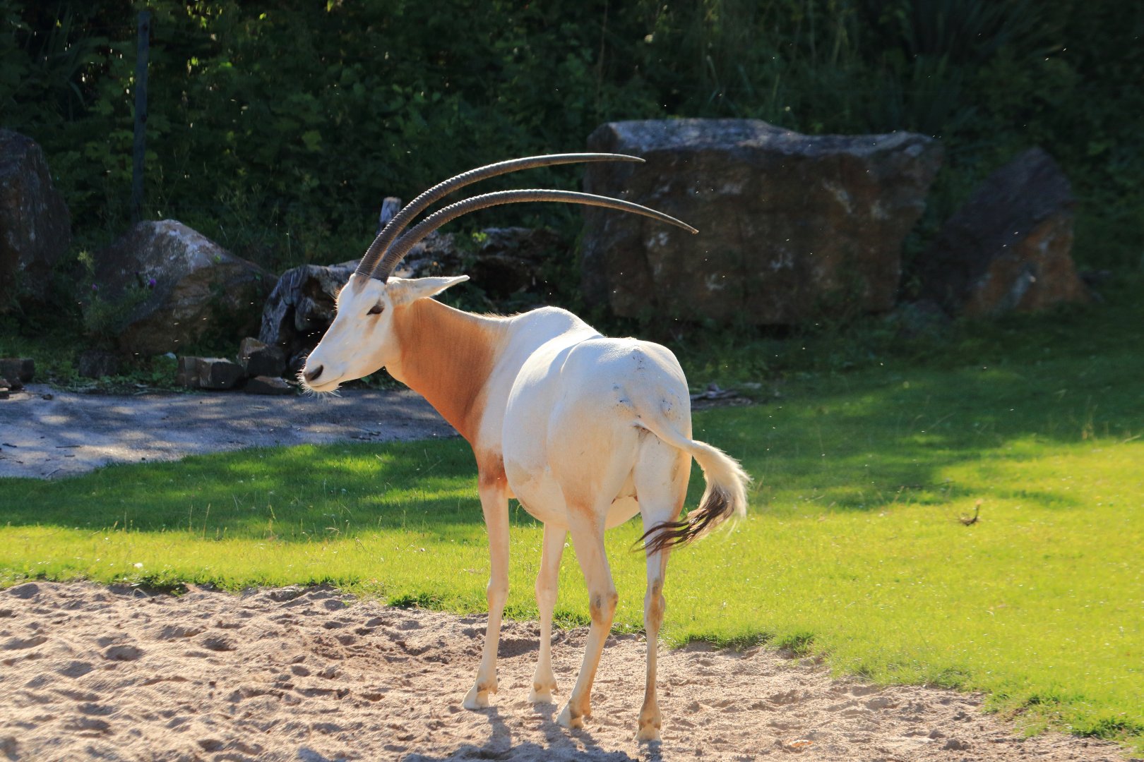 Scimitar-horned oryx (August 2020)