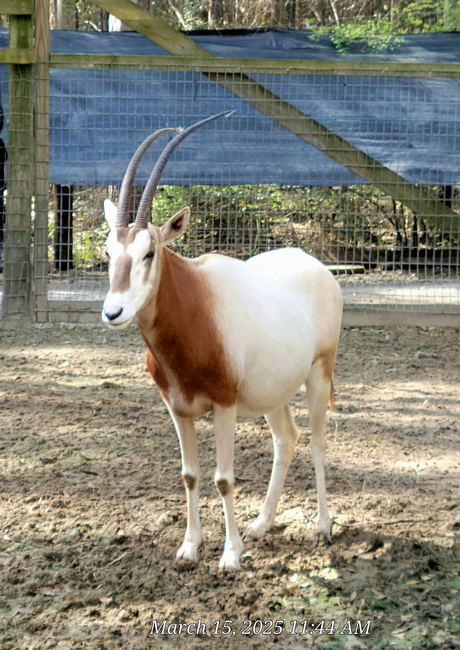 Scimitar-Horned Oryx - Bee City Zoo - March 2025