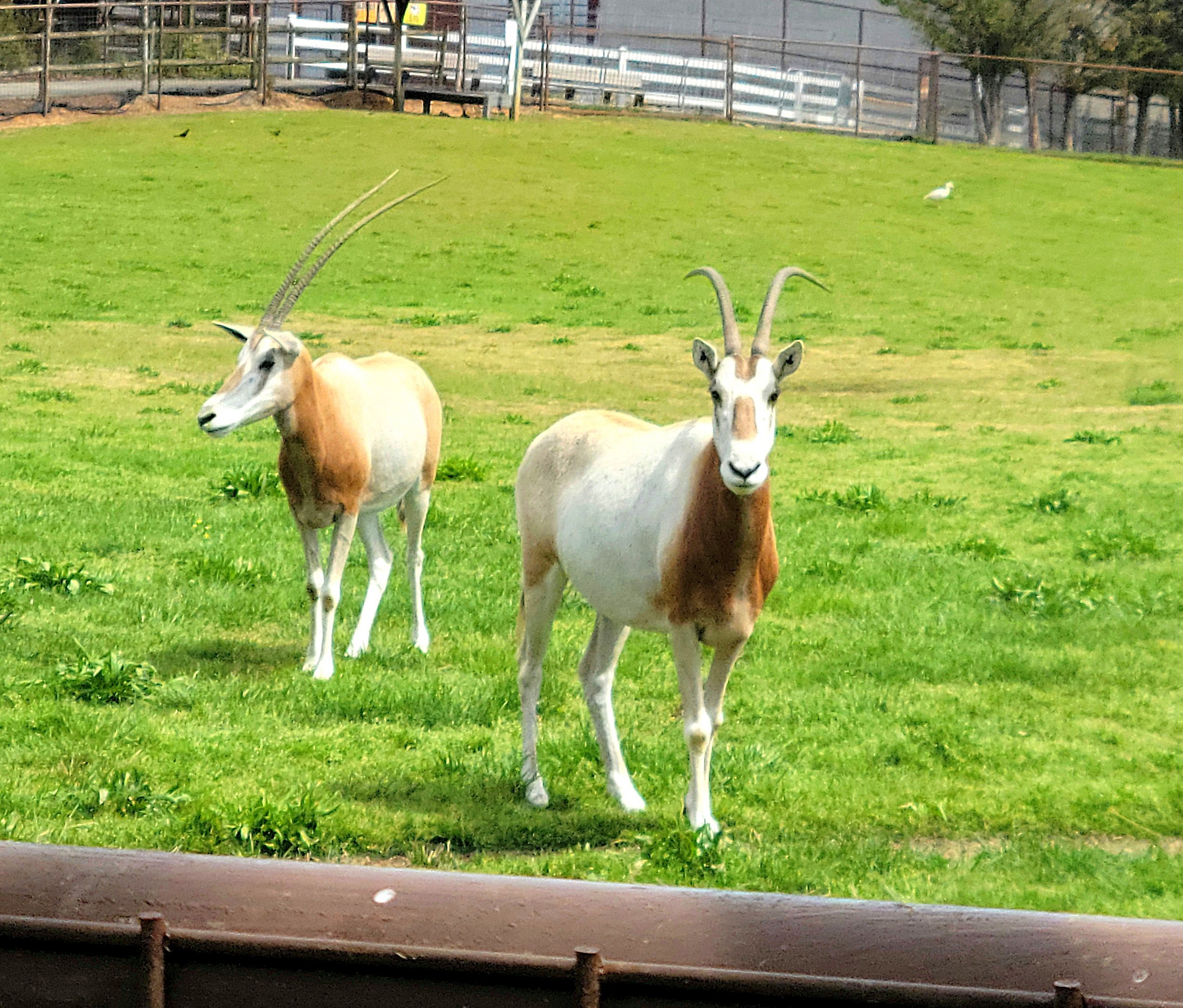 Scimitar-Horned Oryx-Bright's Zoo-April 2025