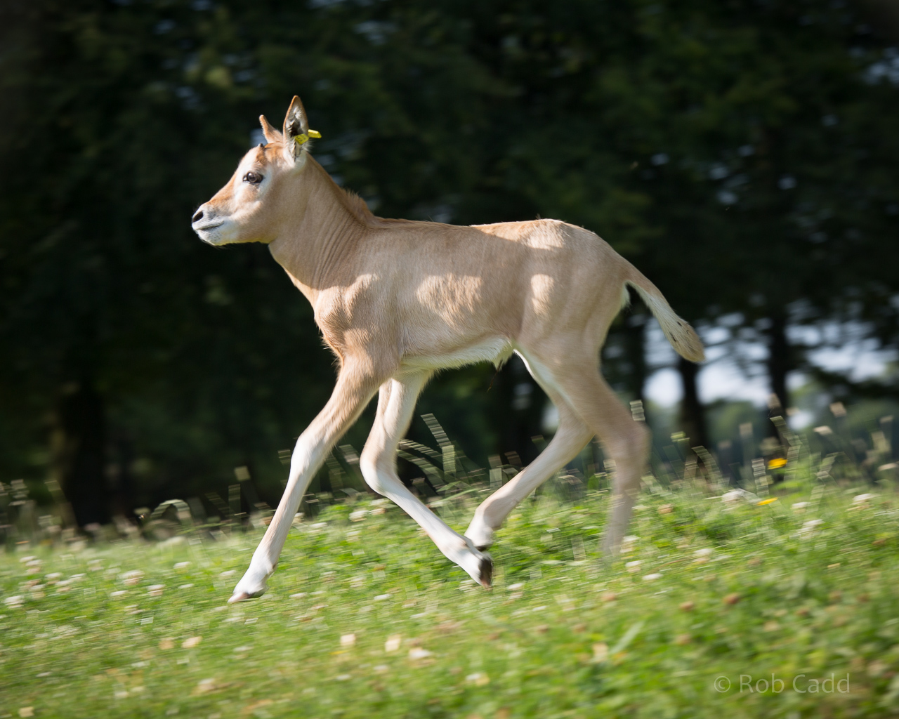 Scimitar-horned oryx calf : Whipsnade : 18 Jul 2014