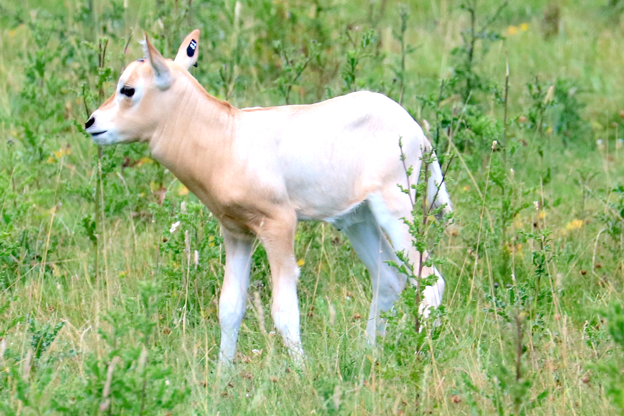 Scimitar-horned oryx calf; Whipsnade; 25th July 2019