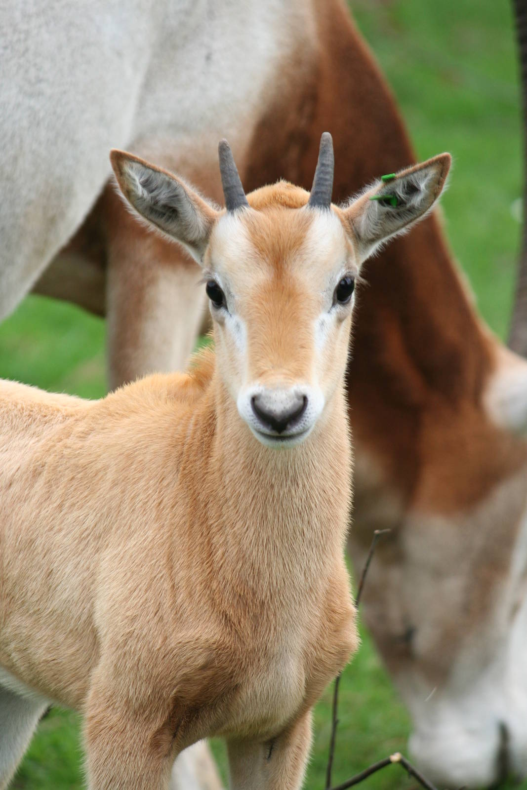 Scimitar-horned Oryx calf