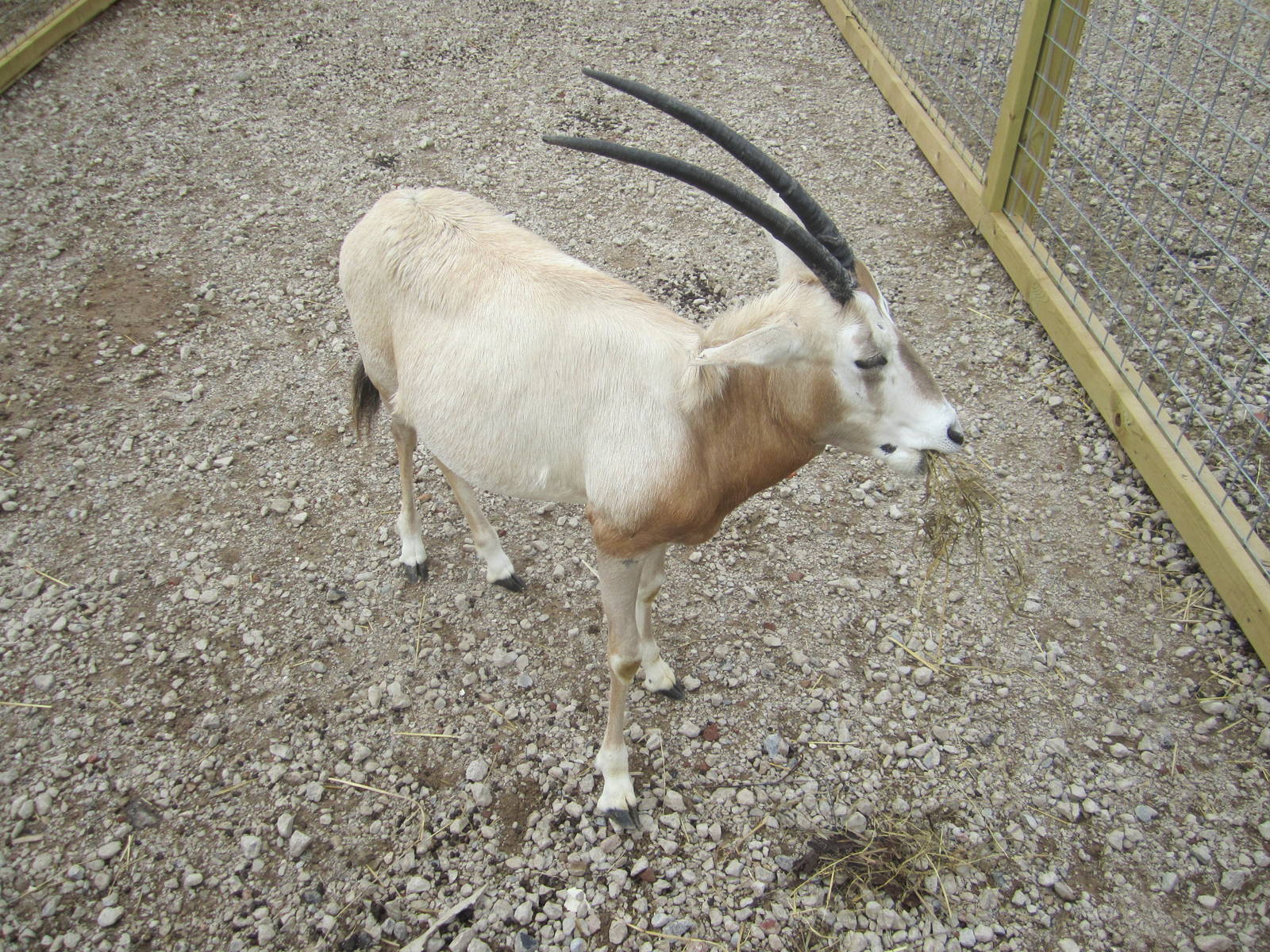 Scimitar Horned Oryx Calf