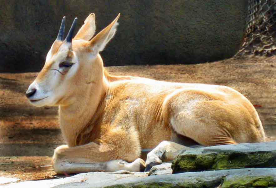 Scimitar-horned oryx calf