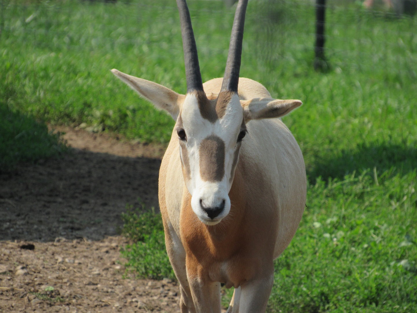 Scimitar-horned Oryx calf