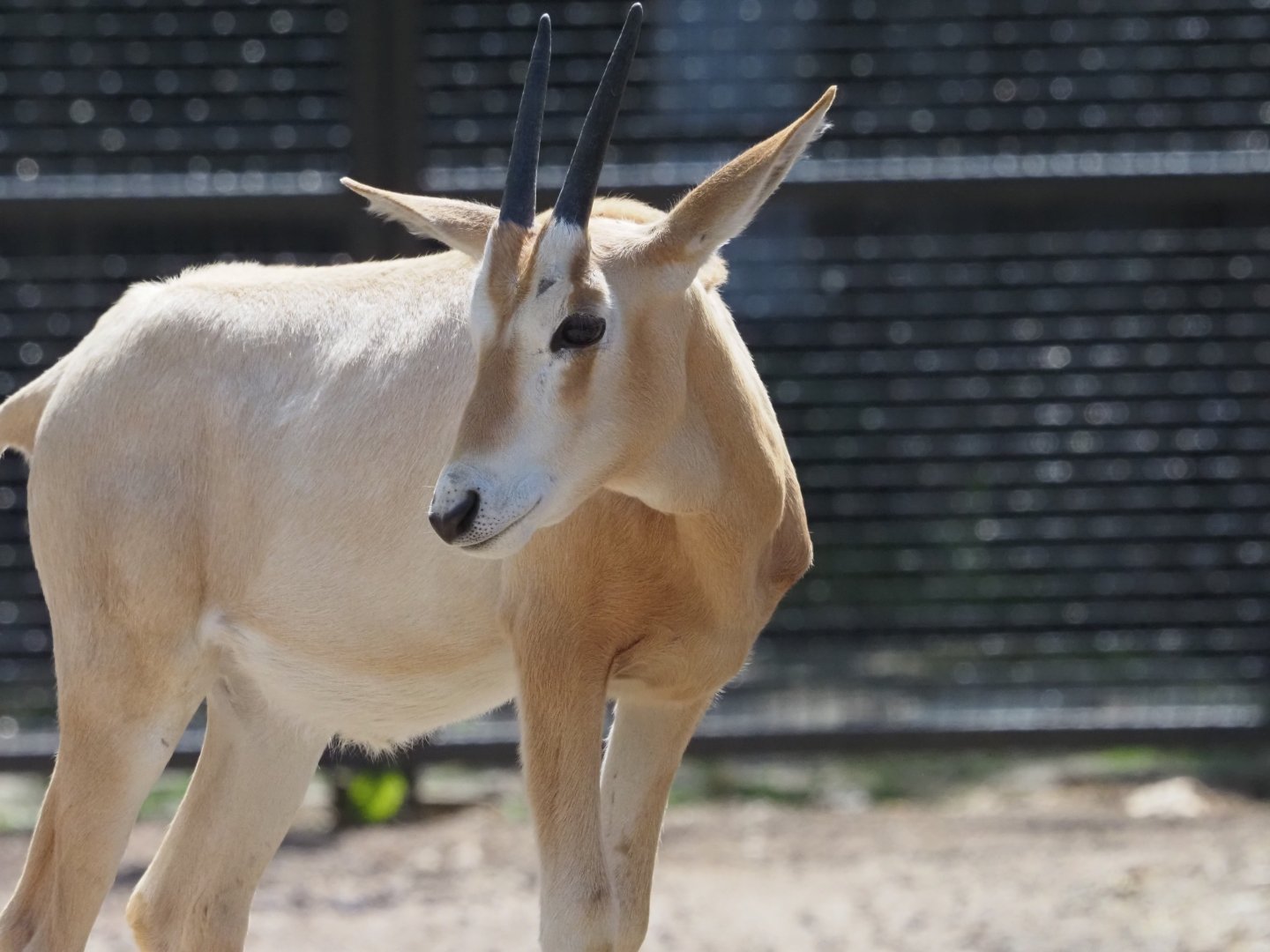 Scimitar-Horned Oryx Calf