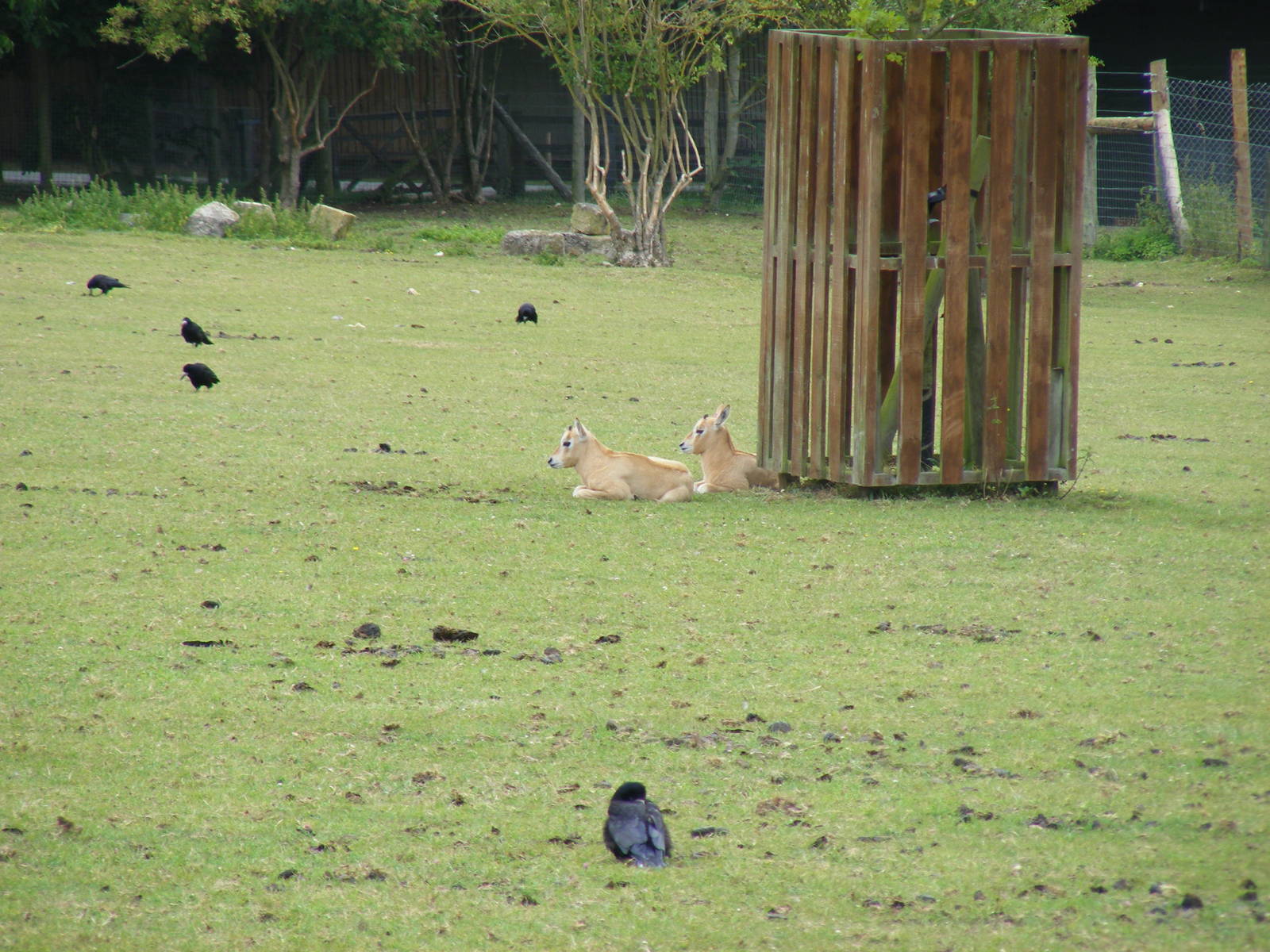 Scimitar-horned oryx calves at Marwell Wildlife, 18 July 2010