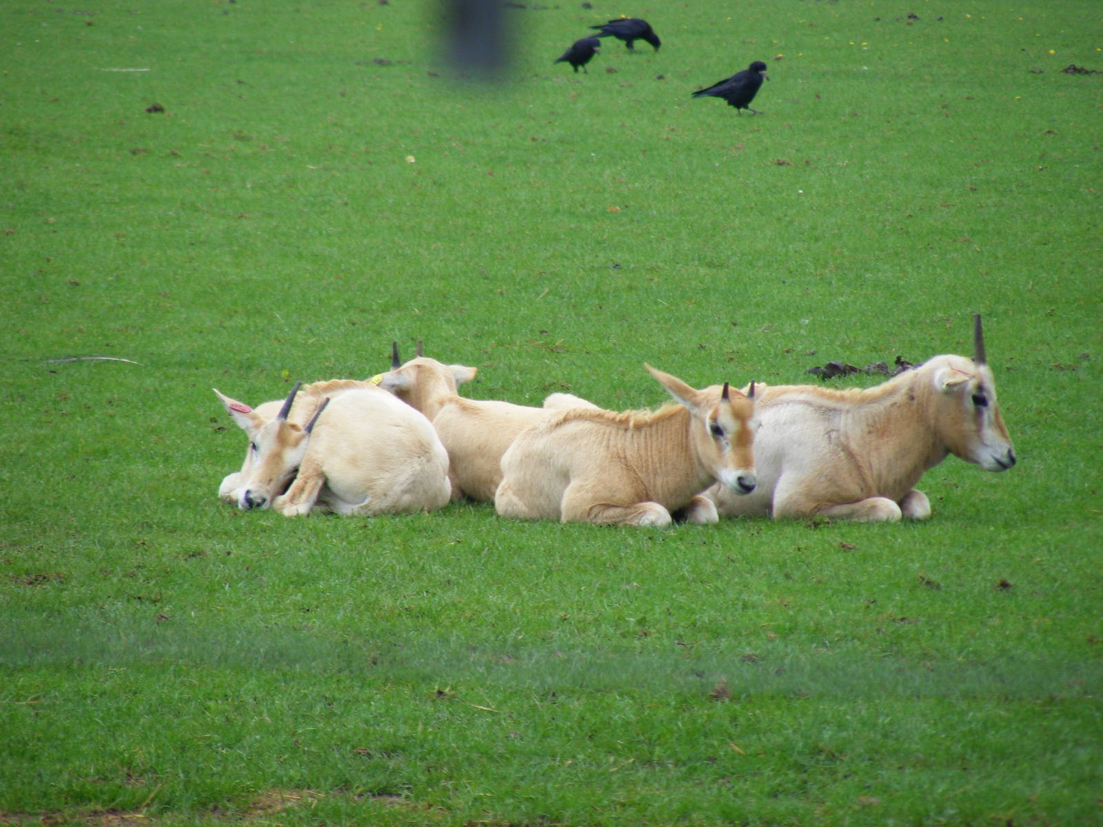 Scimitar-horned oryx calves at Marwell Wildlife, 22 August 2010