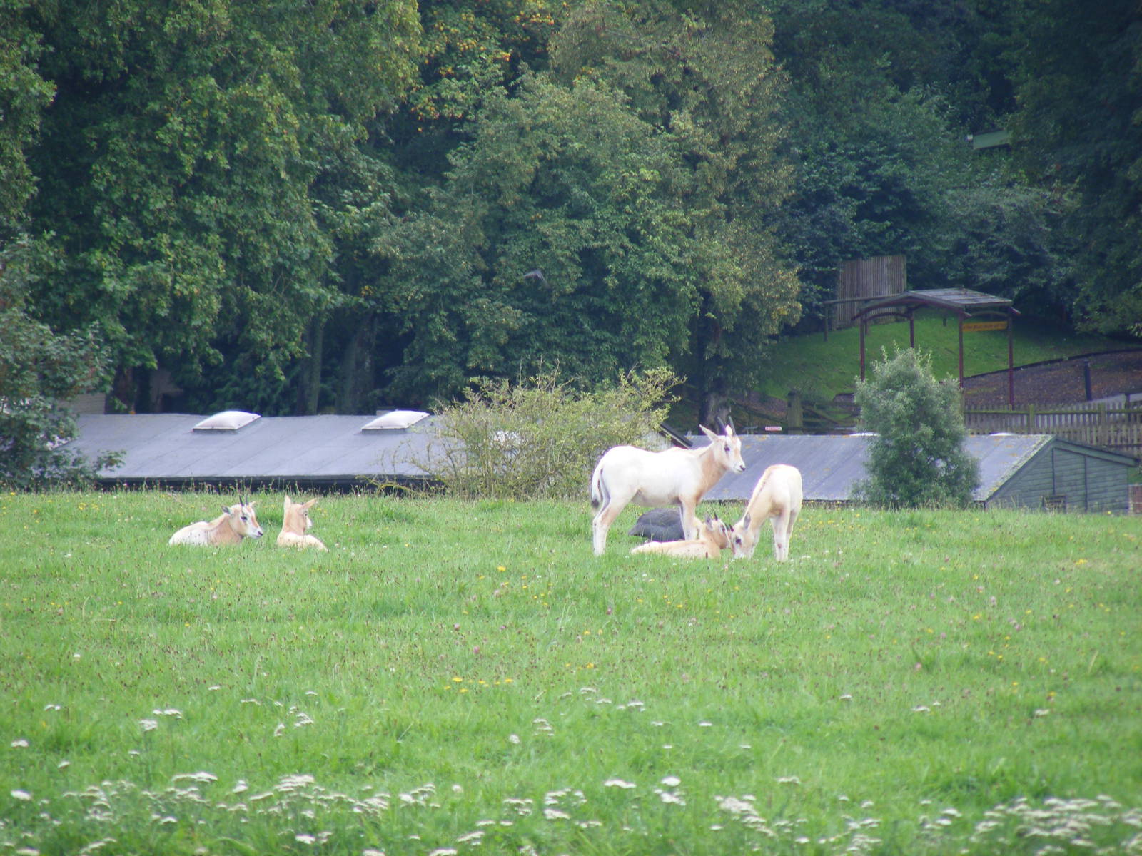Scimitar-horned oryx calves at Marwell Wildlife on 26 August 2011