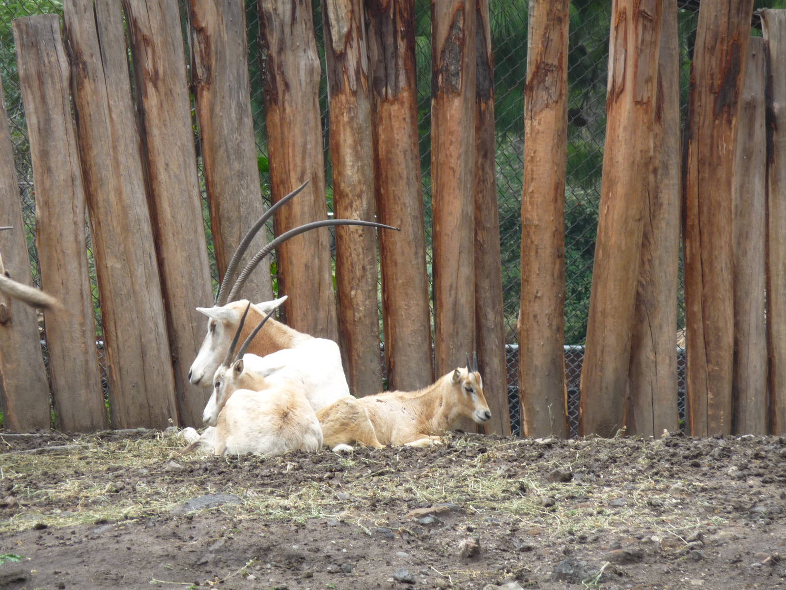 scimitar horned oryx chapultepec zoo