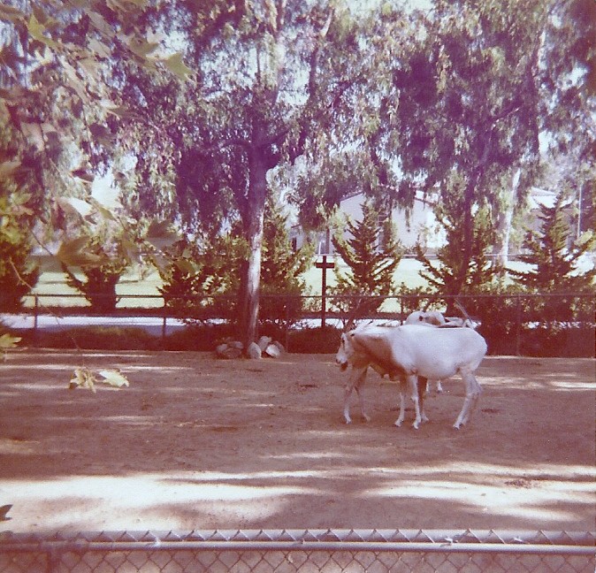 Scimitar-horned Oryx - Circa 1977/78