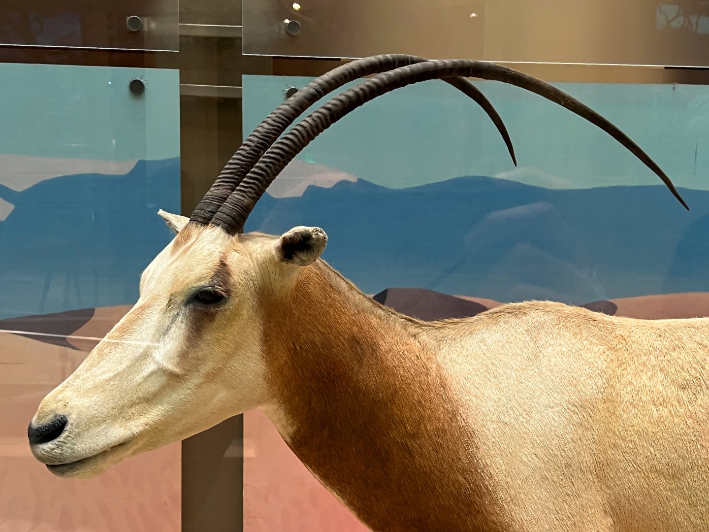 Scimitar Horned Oryx Closeup