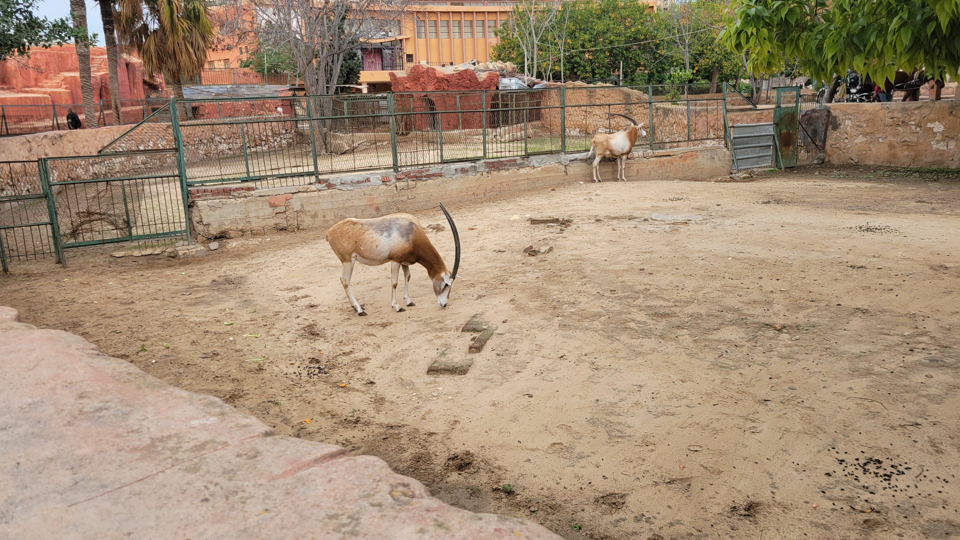 Scimitar-horned oryx - Dec 2023