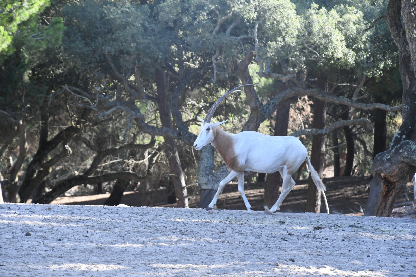 Scimitar-horned Oryx (drive-through section)