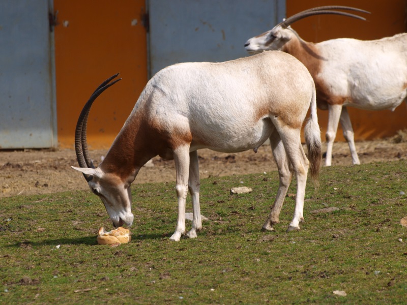 Scimitar-horned oryx eating bread (April 19th, 2015)