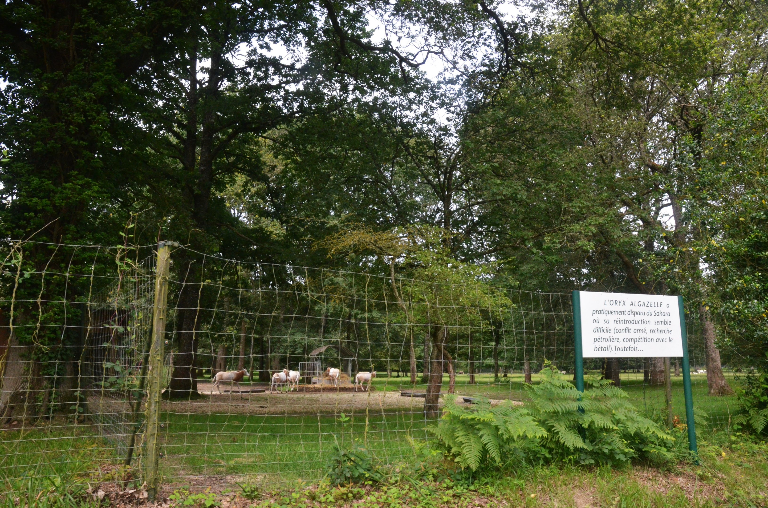 Scimitar-horned Oryx Enclosure at Haute-Touche, 14/06/18