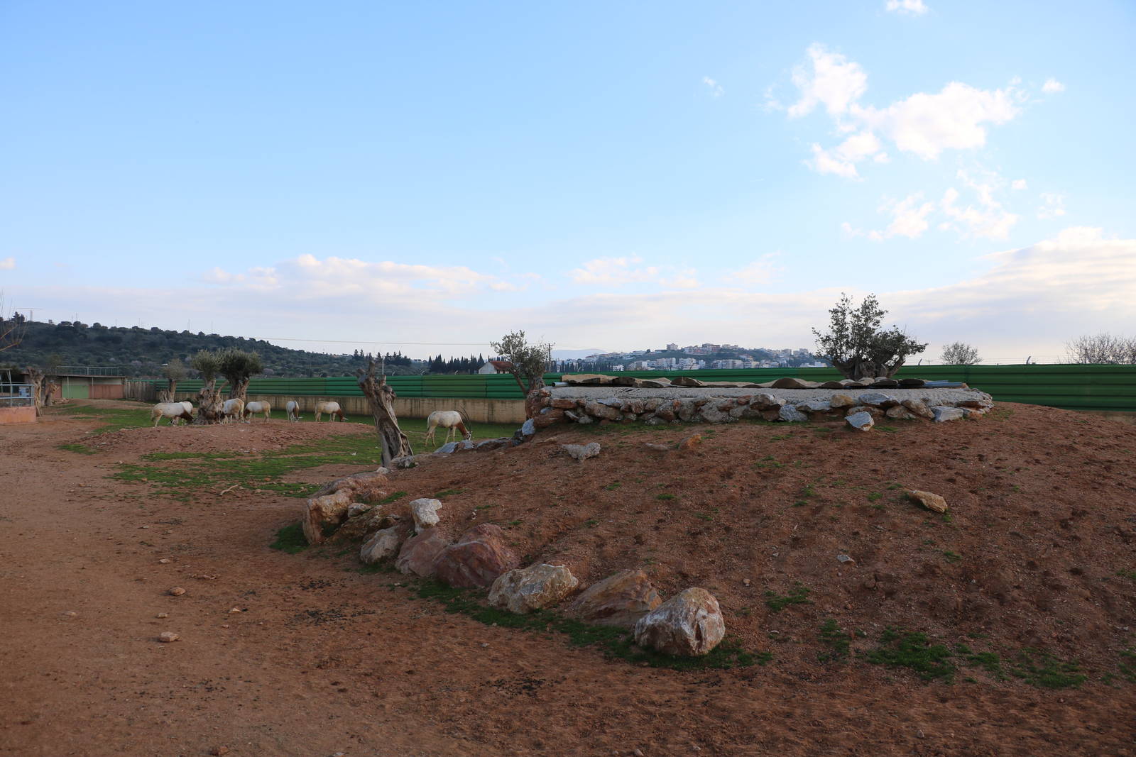 Scimitar-horned oryx enclosure, February 2016