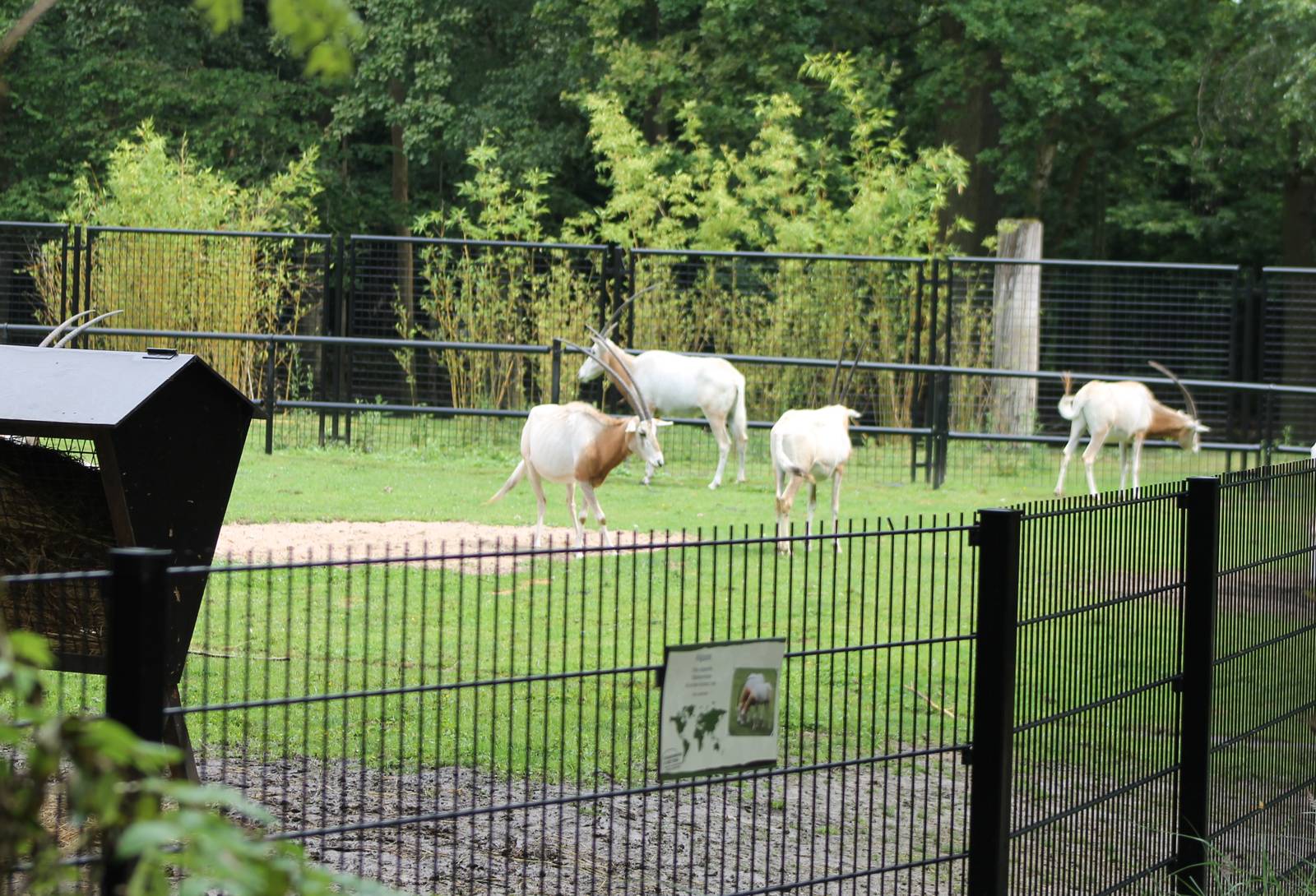 Scimitar-horned oryx enclosure